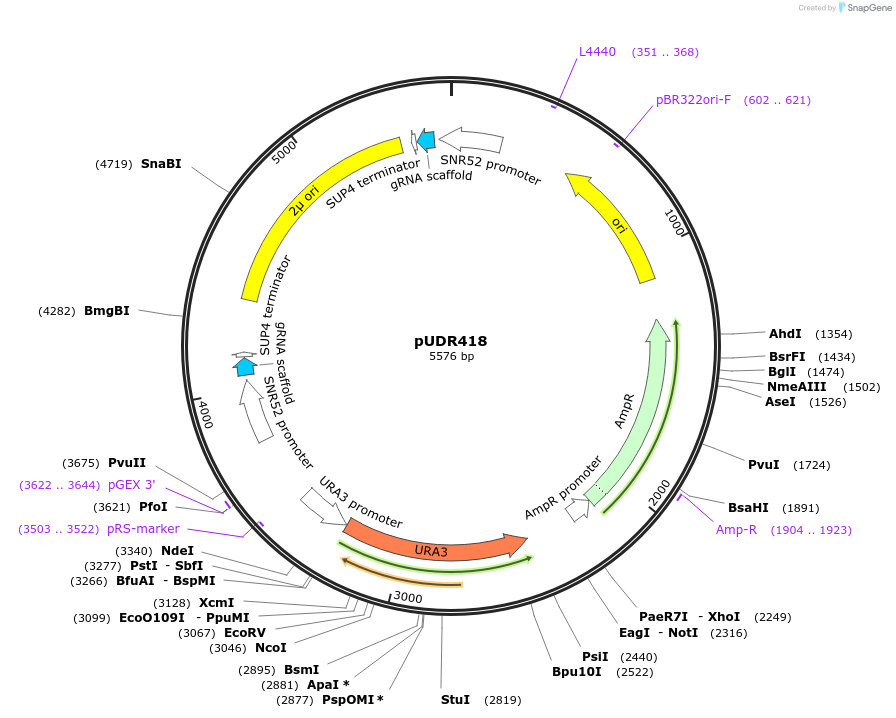 113875-plasmid-map-sequence-id-220880