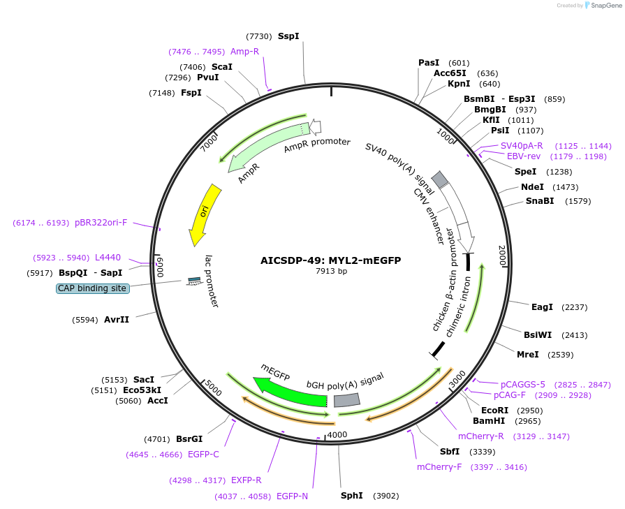 114414-plasmid-map-sequence-id-220893