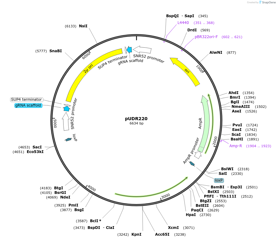 113873-plasmid-map-sequence-id-220901