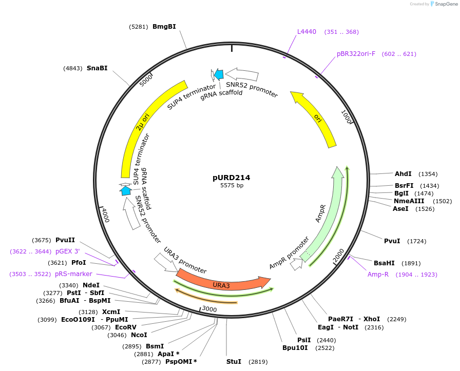 113871-plasmid-map-sequence-id-220905