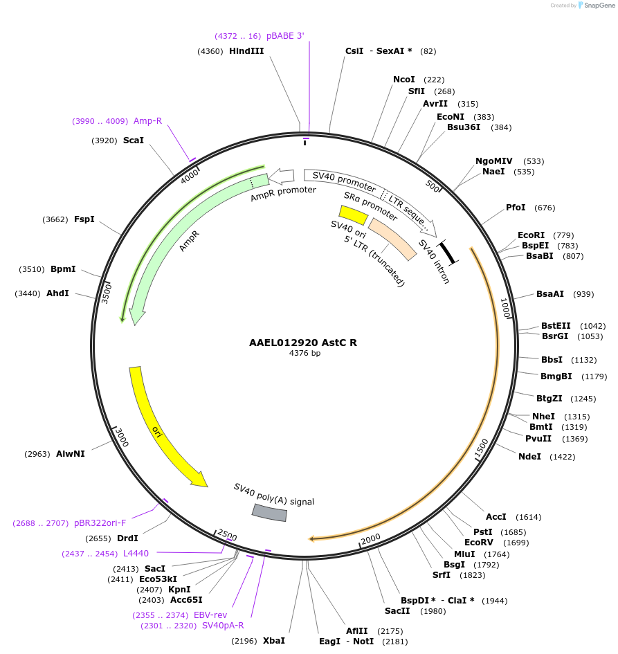 115390-plasmid-map-sequence-id-220956