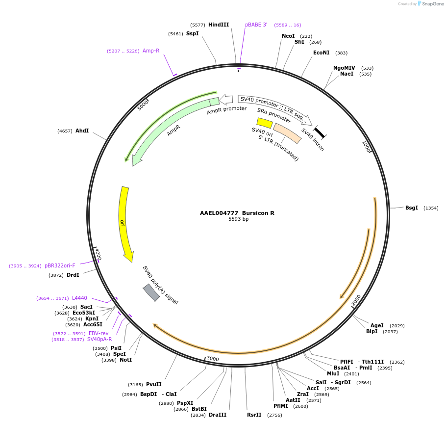 115391-plasmid-map-sequence-id-220966