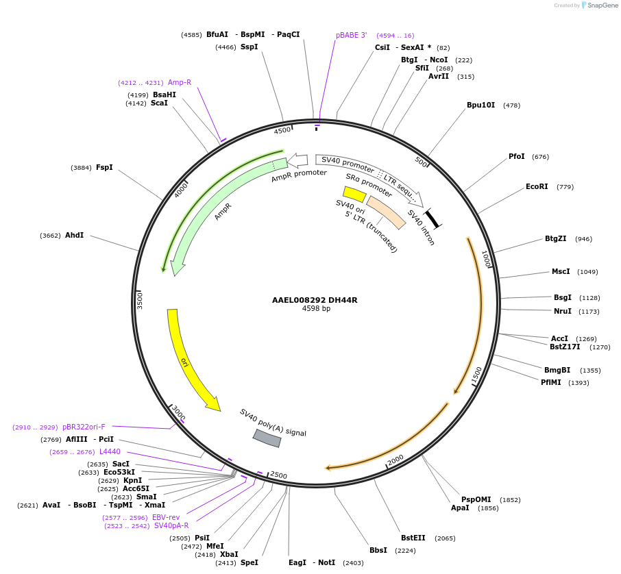 115388-plasmid-map-sequence-id-220969