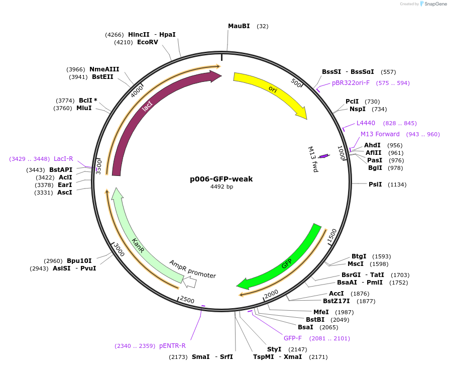 108314-plasmid-map-sequence-id-220975