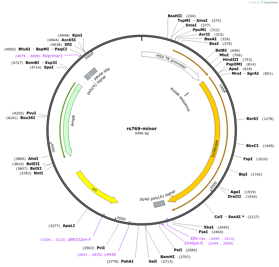 113364-plasmid-map-sequence-id-220987