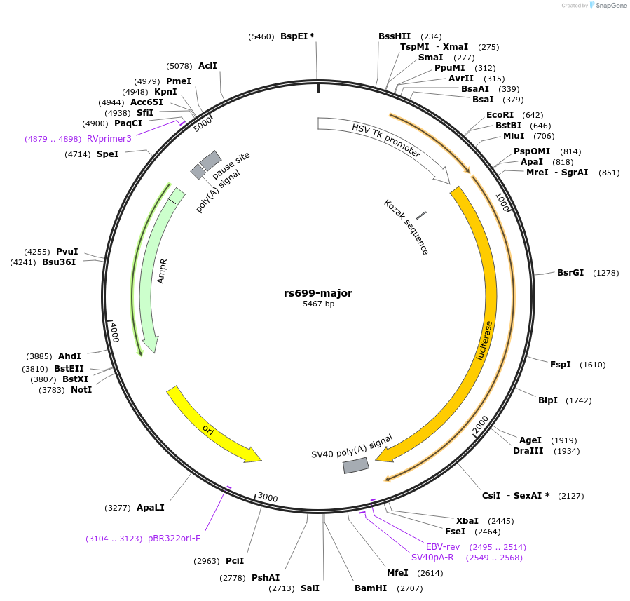 113357-plasmid-map-sequence-id-220990