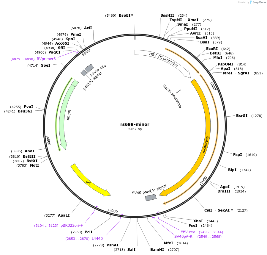113358-plasmid-map-sequence-id-220992