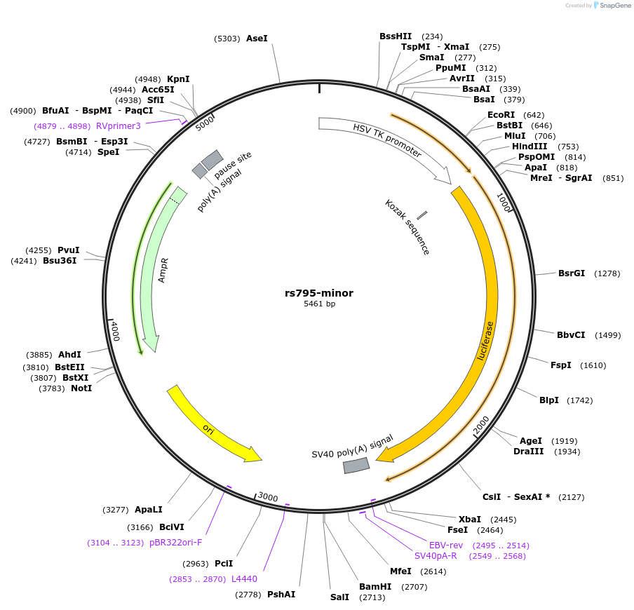 113356-plasmid-map-sequence-id-220999