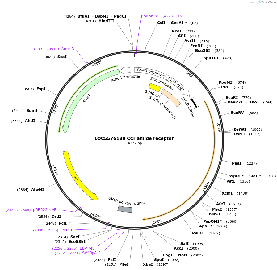 115380-plasmid-map-sequence-id-221003