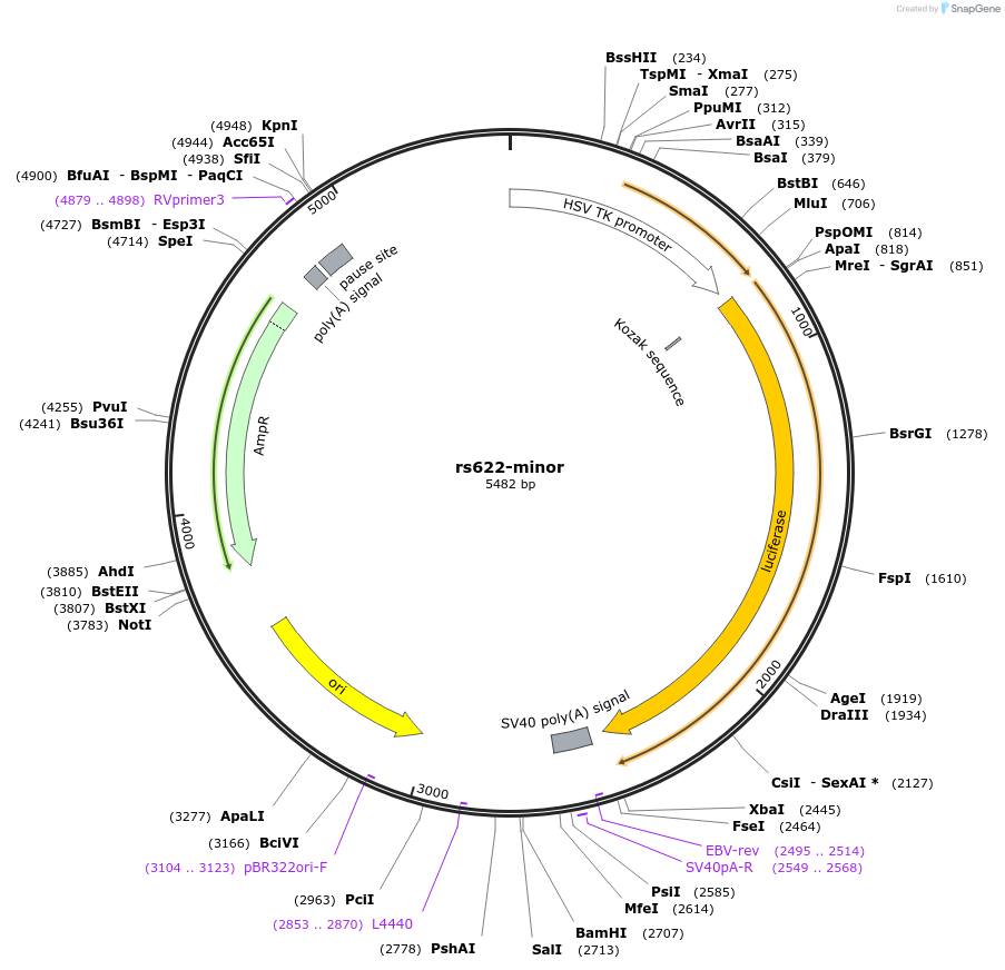 113360-plasmid-map-sequence-id-221005