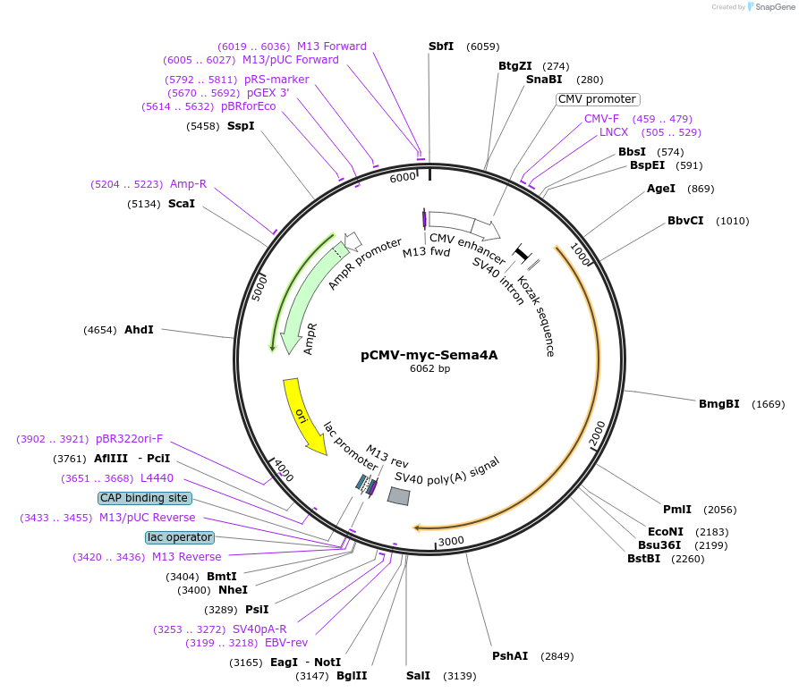 115171-plasmid-map-sequence-id-221014