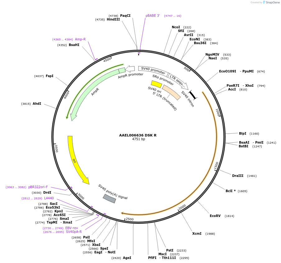 115392-plasmid-map-sequence-id-221016