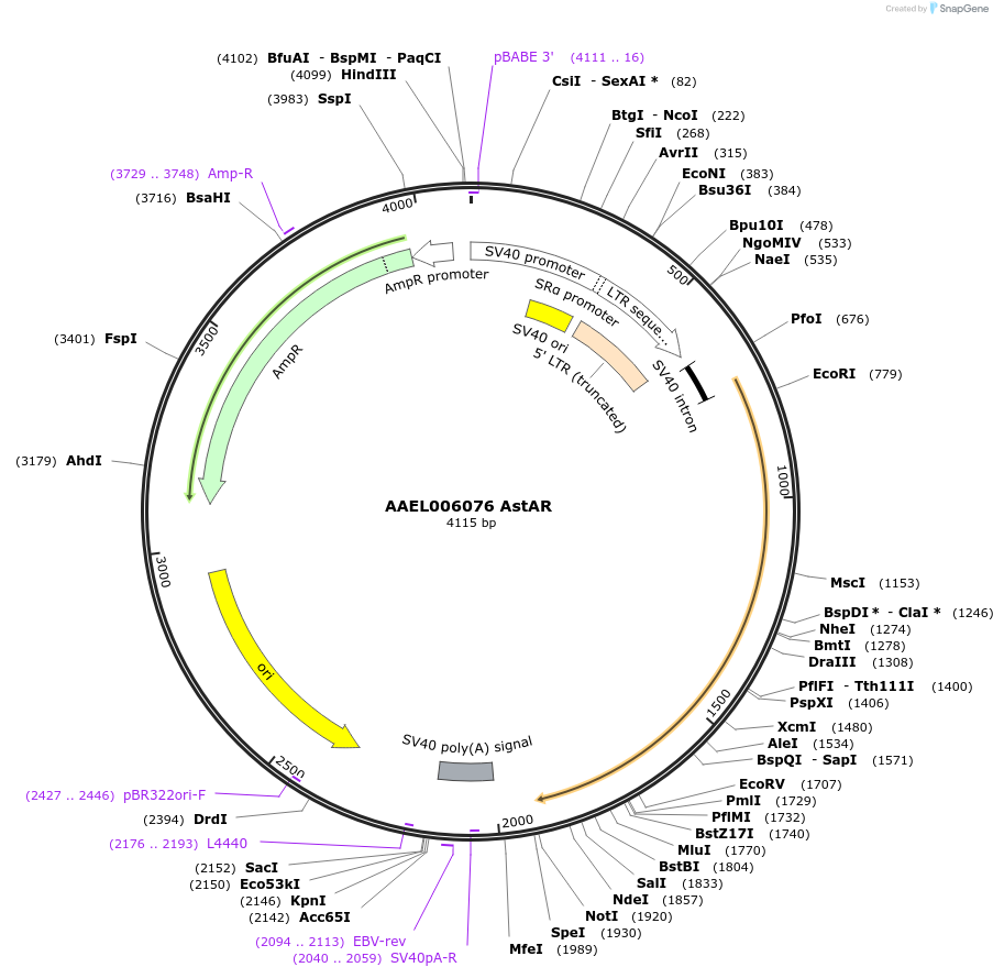 115381-plasmid-map-sequence-id-221032