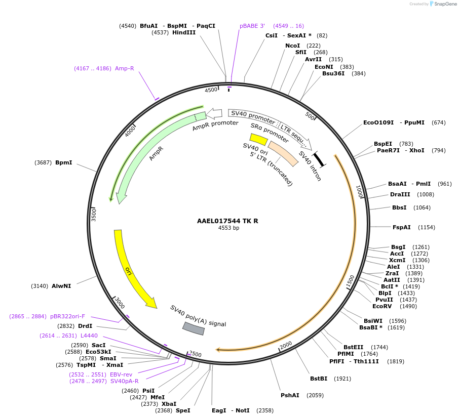 115410-plasmid-map-sequence-id-221040