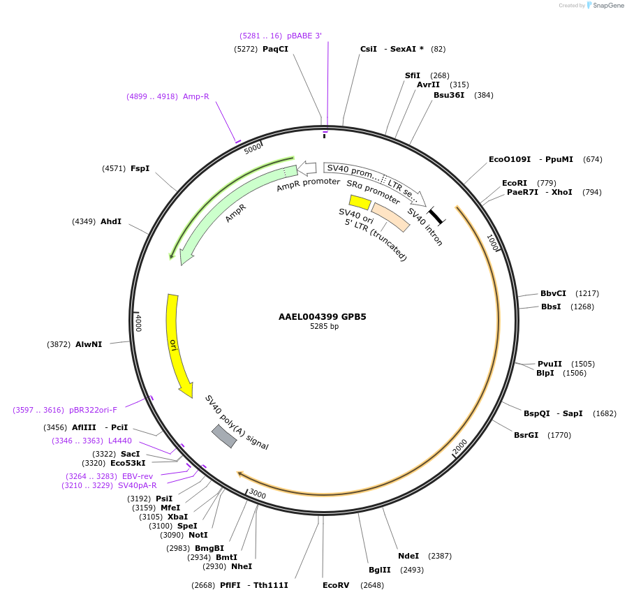 115395-plasmid-map-sequence-id-221092