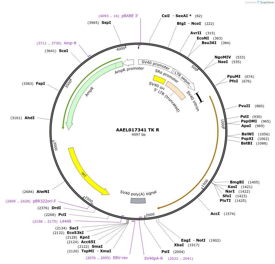 115412-plasmid-map-sequence-id-221108