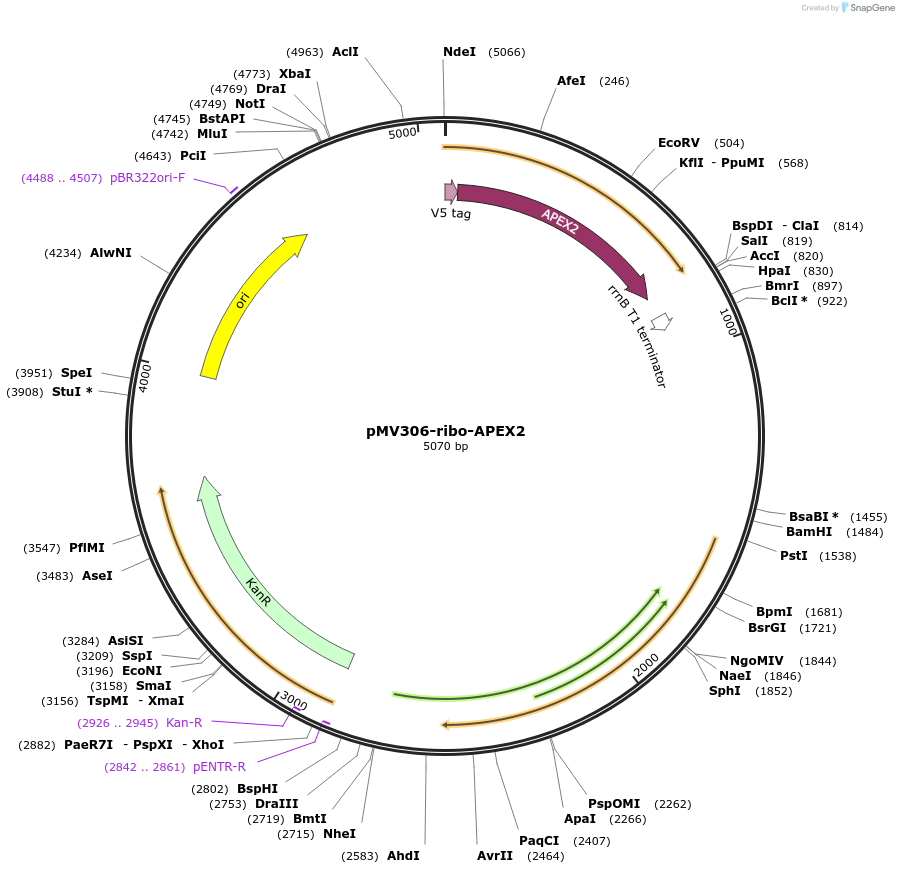 111700-plasmid-map-sequence-id-221111