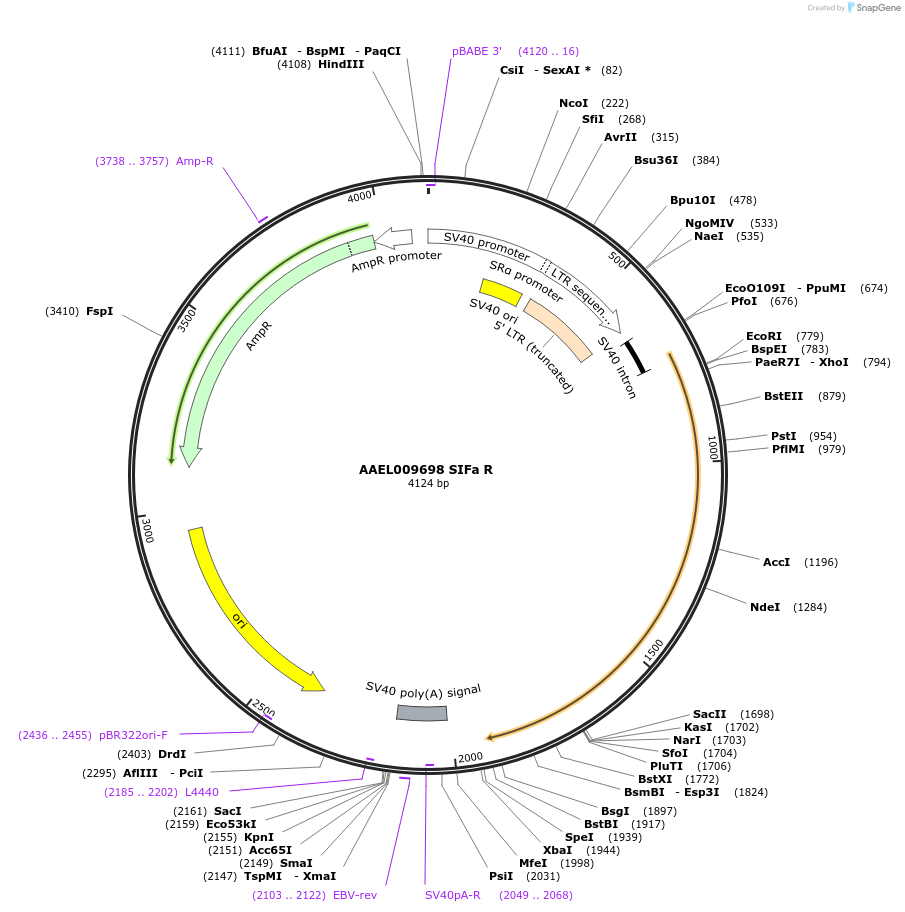 115403-plasmid-map-sequence-id-221116