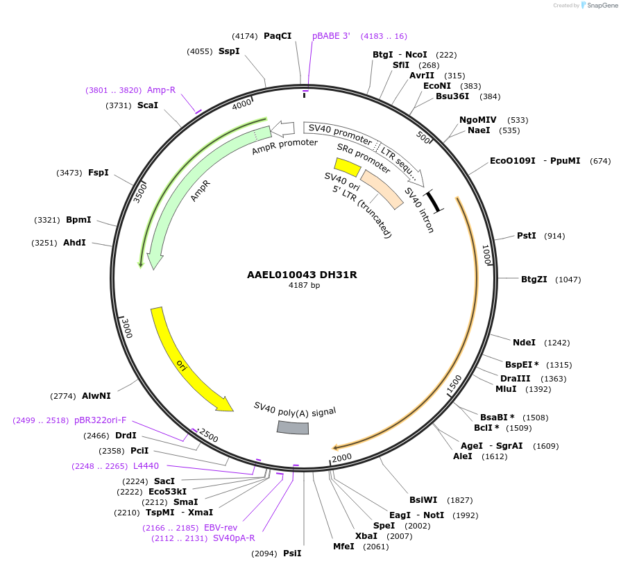 115384-plasmid-map-sequence-id-221134