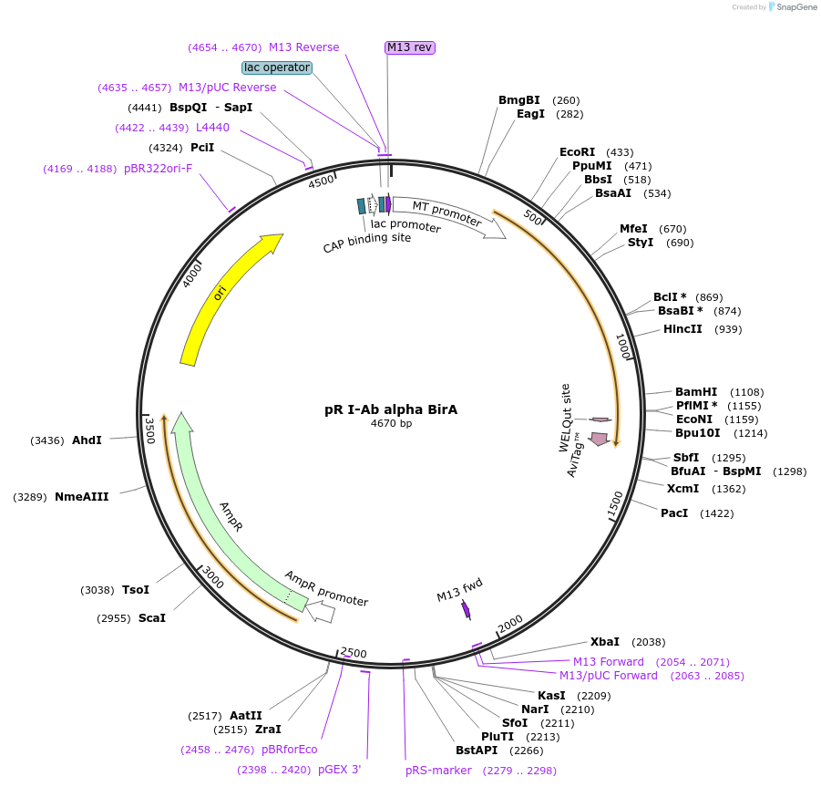 113638-plasmid-map-sequence-id-221155
