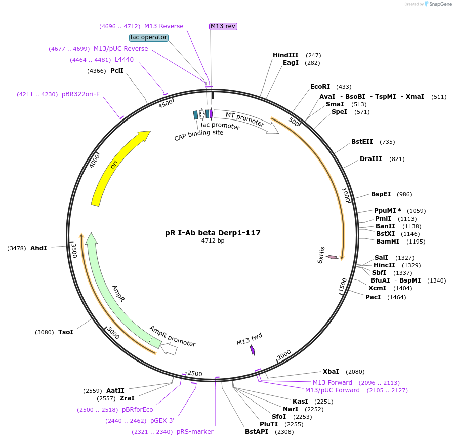 113639-plasmid-map-sequence-id-221159