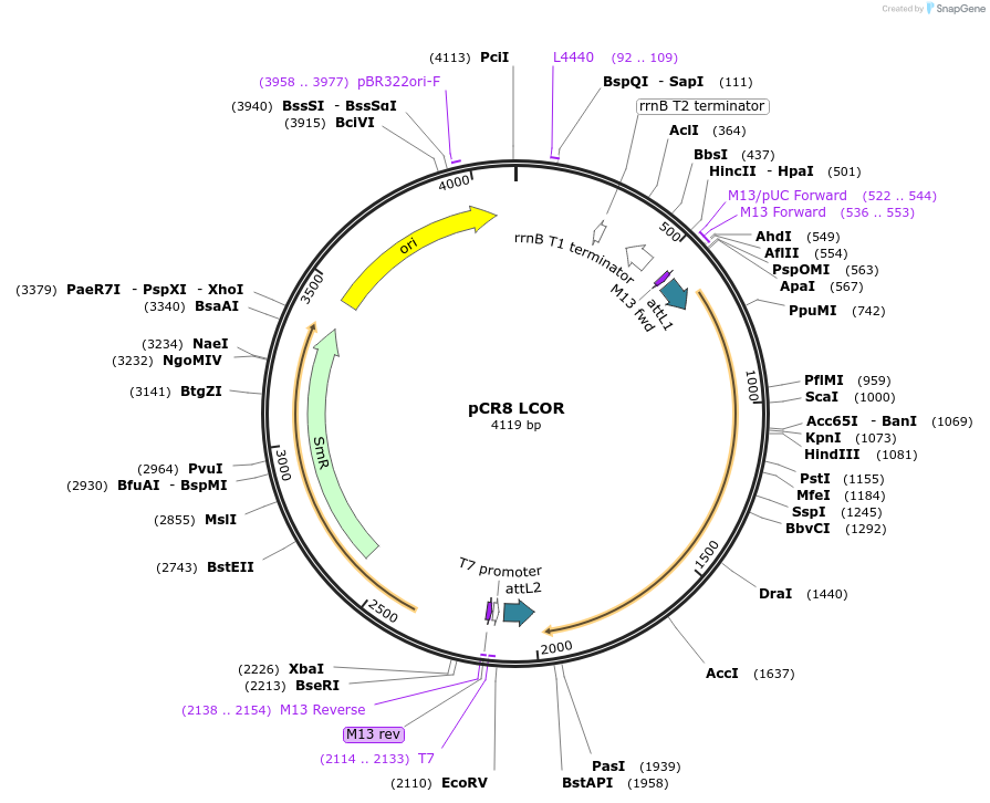 114441-plasmid-map-sequence-id-221169