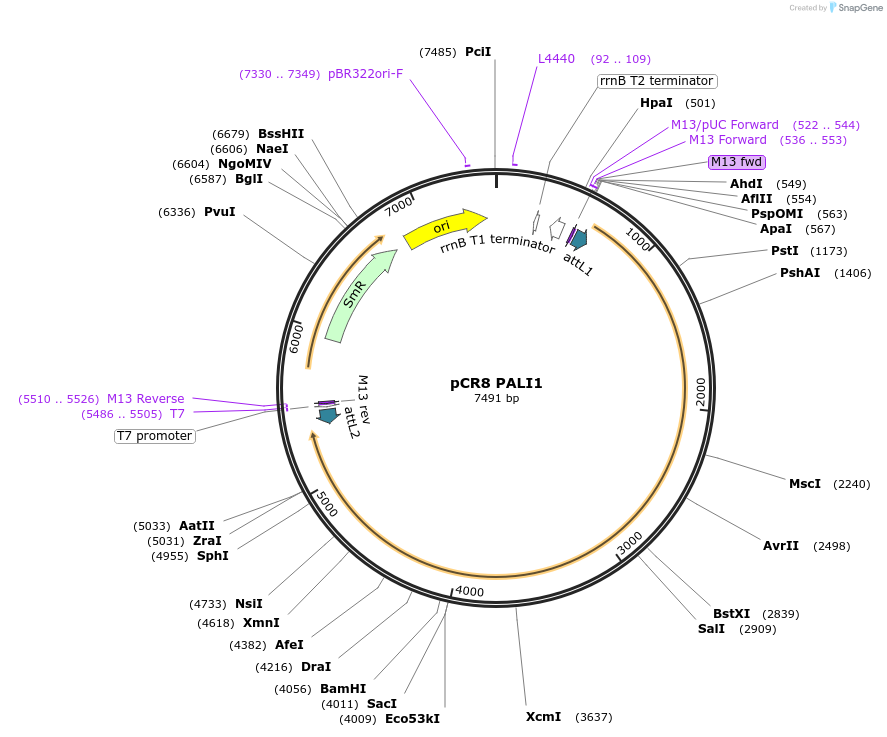 114442-plasmid-map-sequence-id-221175