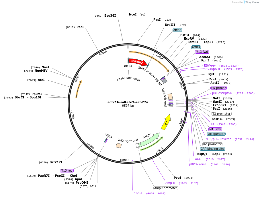 109617-plasmid-map-sequence-id-221221