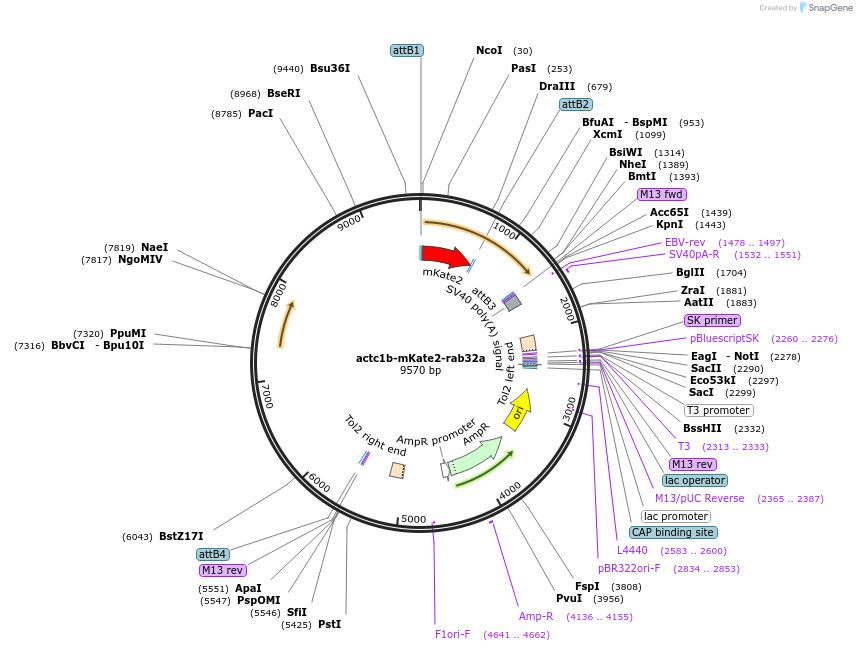 109621-plasmid-map-sequence-id-221225