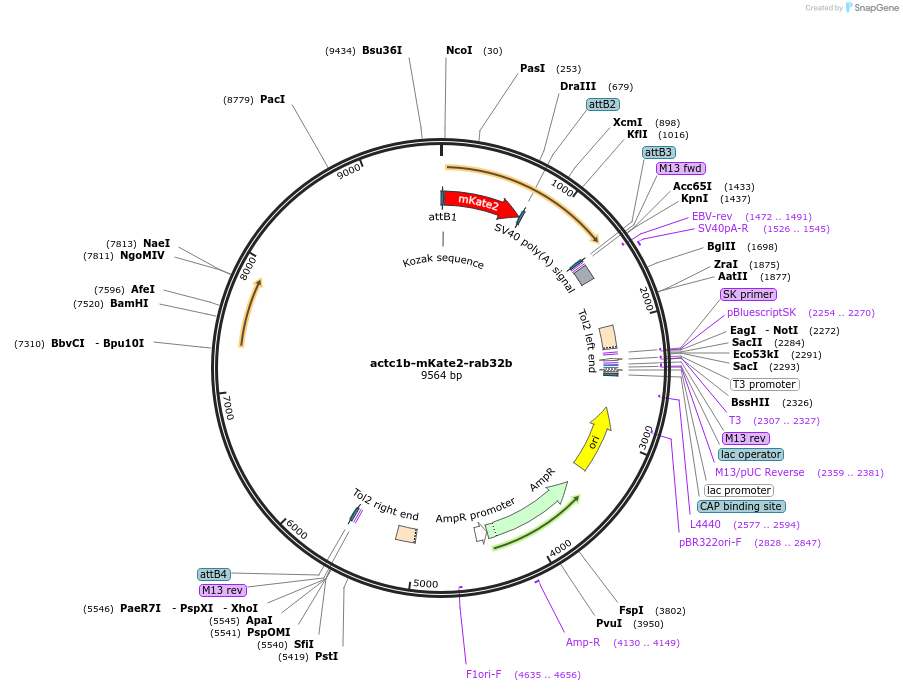 109622-plasmid-map-sequence-id-221226