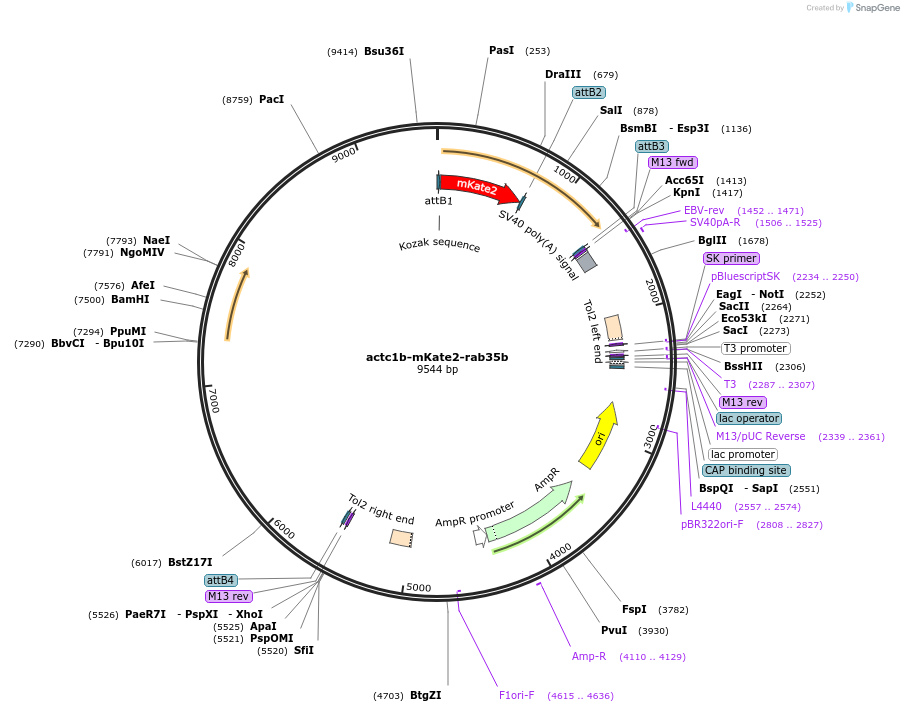 109628-plasmid-map-sequence-id-221232
