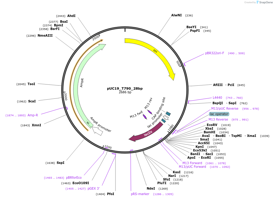 114722-plasmid-map-sequence-id-221233