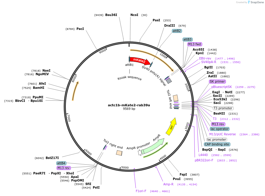 109632-plasmid-map-sequence-id-221238