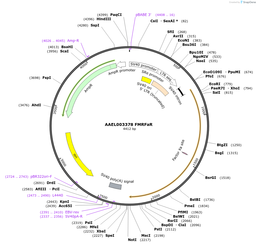 115382-plasmid-map-sequence-id-221243
