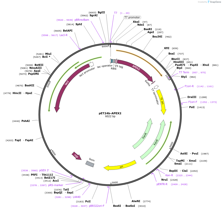111702-plasmid-map-sequence-id-221260