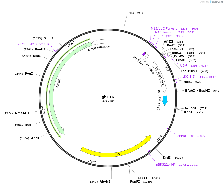 106786-plasmid-map-sequence-id-221263
