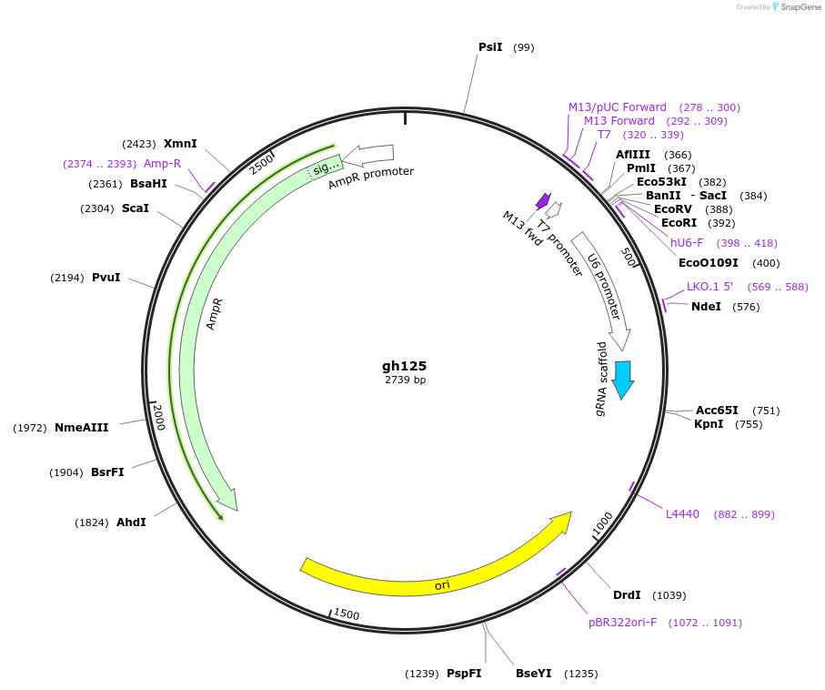 106795-plasmid-map-sequence-id-221282