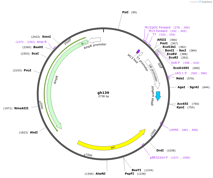 106809-plasmid-map-sequence-id-221335