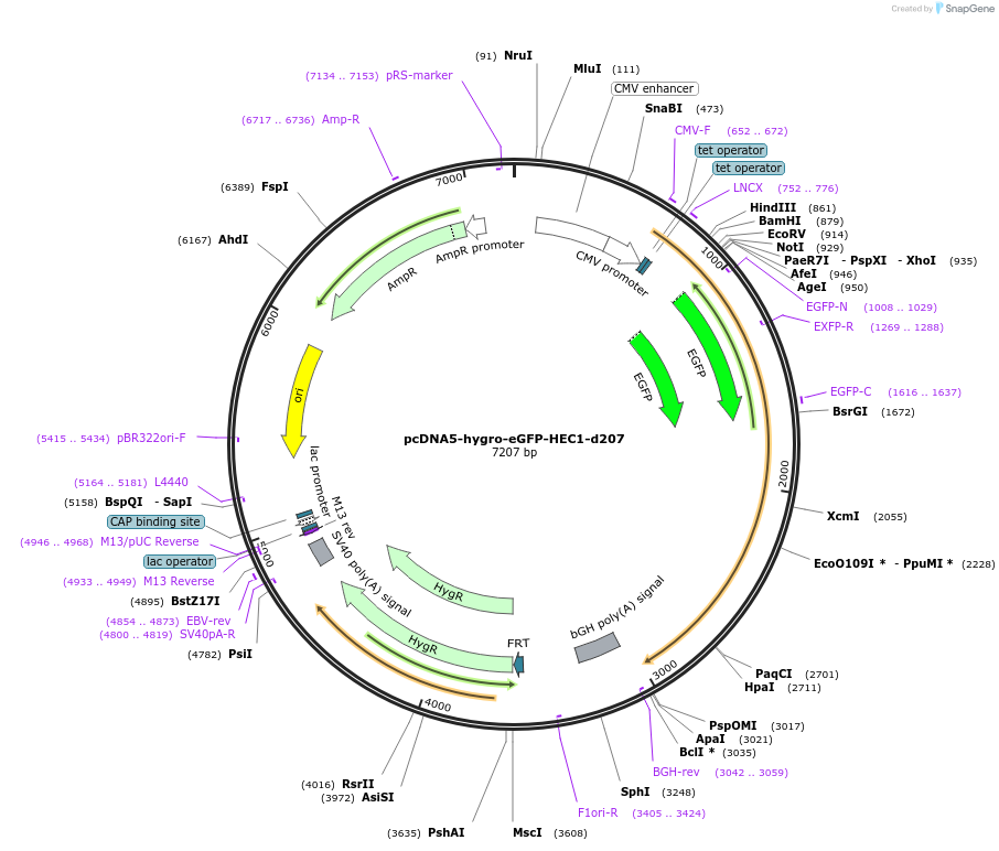 114051-plasmid-map-sequence-id-221387