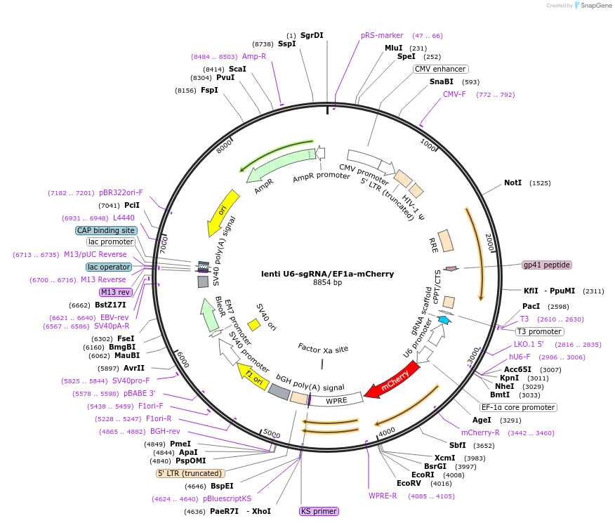 114199-plasmid-map-sequence-id-221388