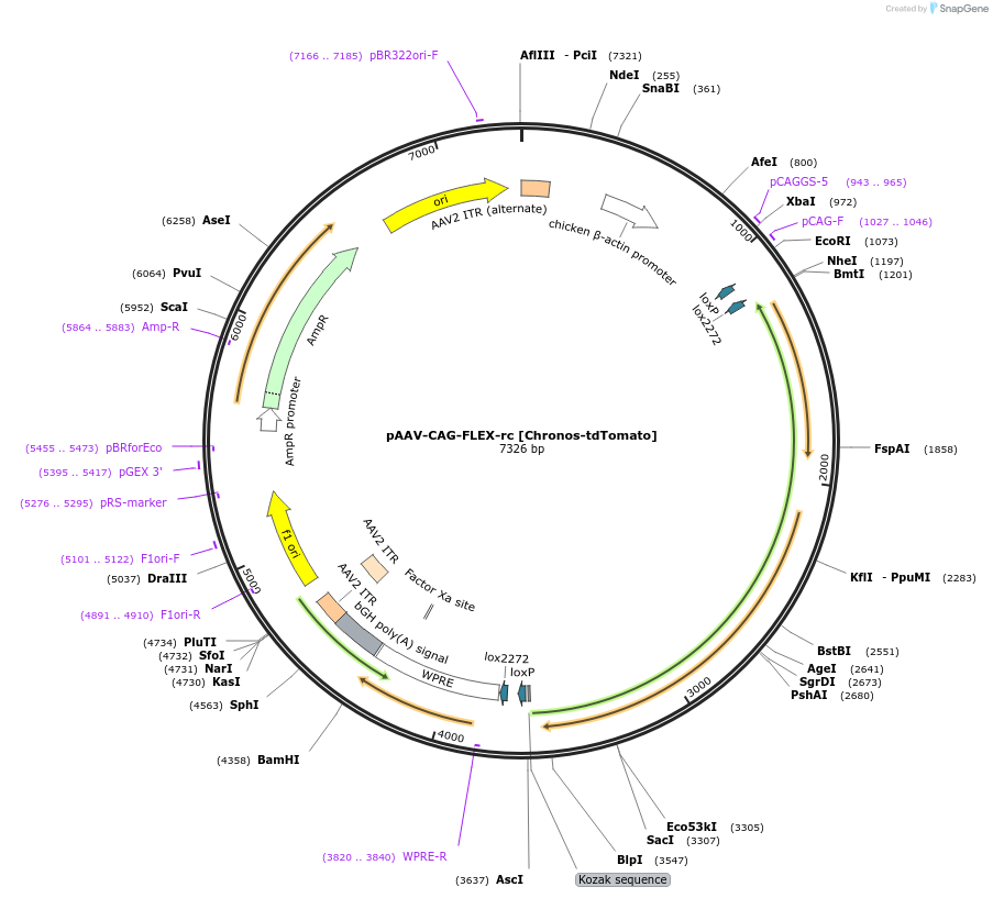 84484-plasmid-map-sequence-id-221389