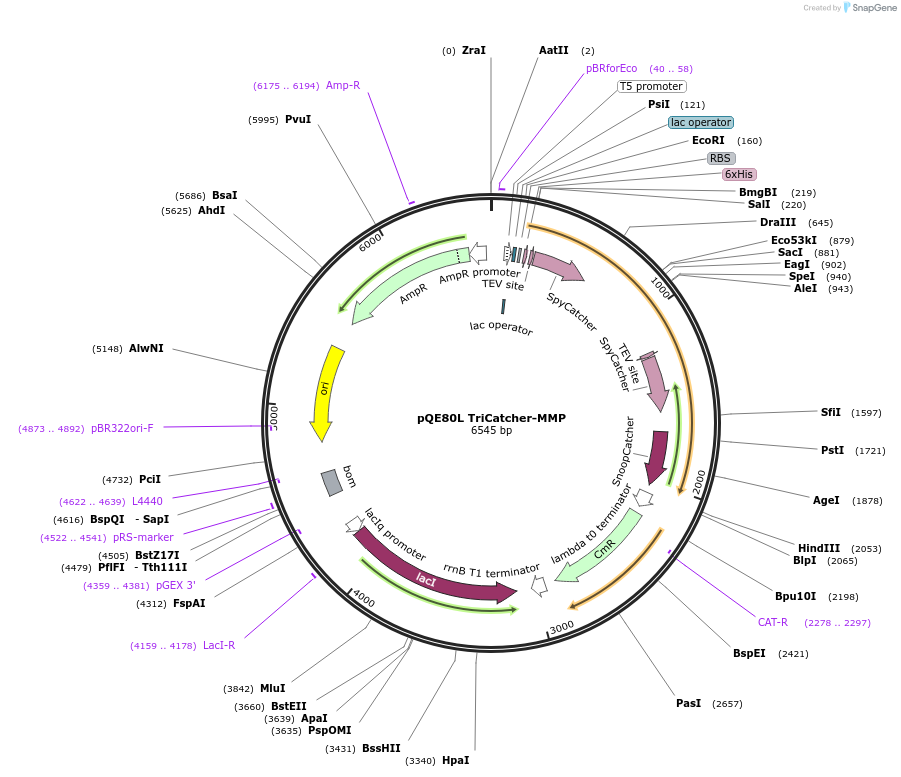 112632-plasmid-map-sequence-id-221417