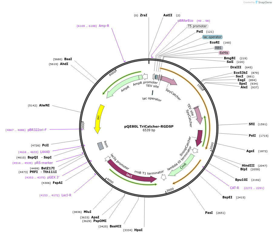 112631-plasmid-map-sequence-id-221421