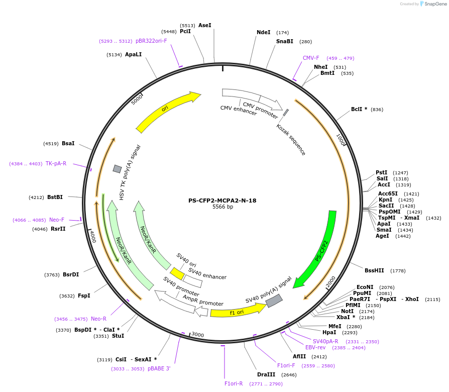 57235-plasmid-map-sequence-id-221545