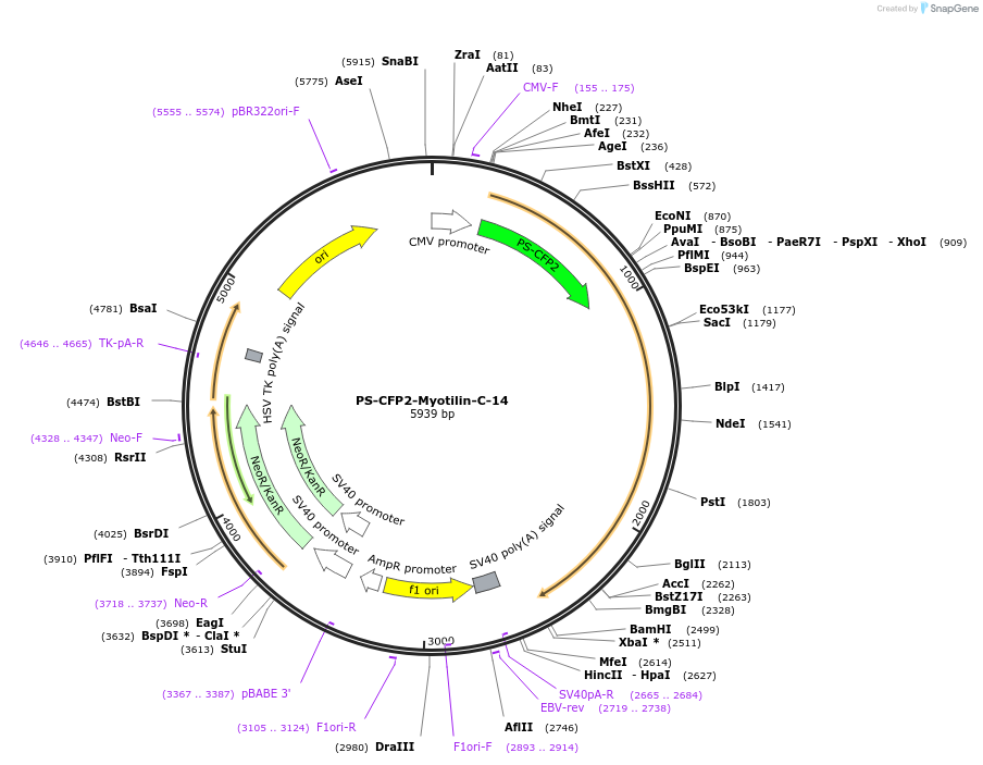 57243-plasmid-map-sequence-id-221548