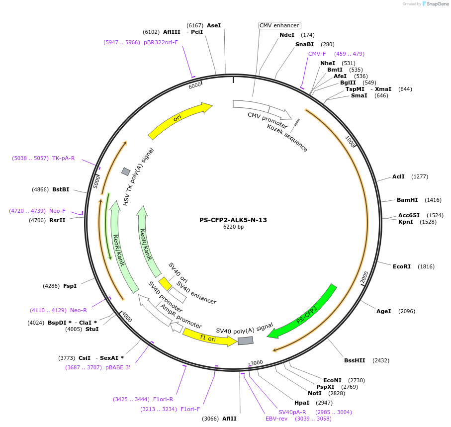 57210-plasmid-map-sequence-id-221553