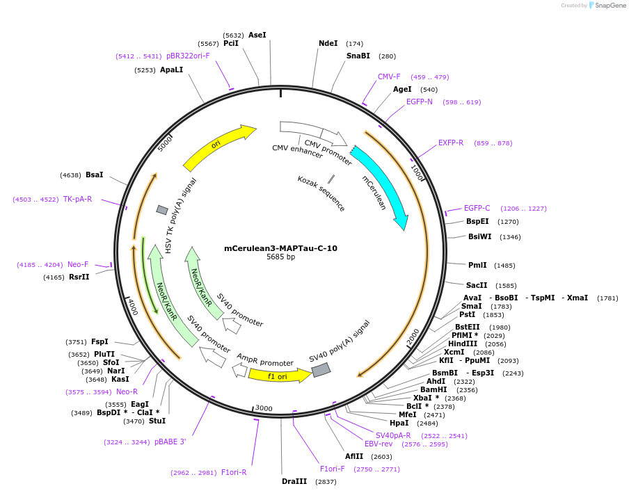 55431-plasmid-map-sequence-id-221557