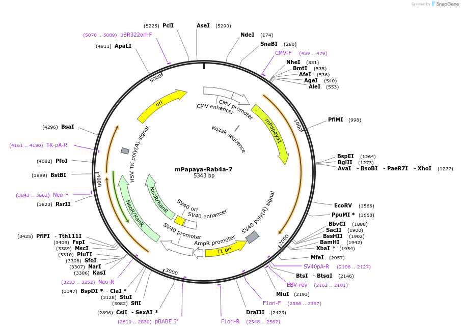 56645-plasmid-map-sequence-id-221562