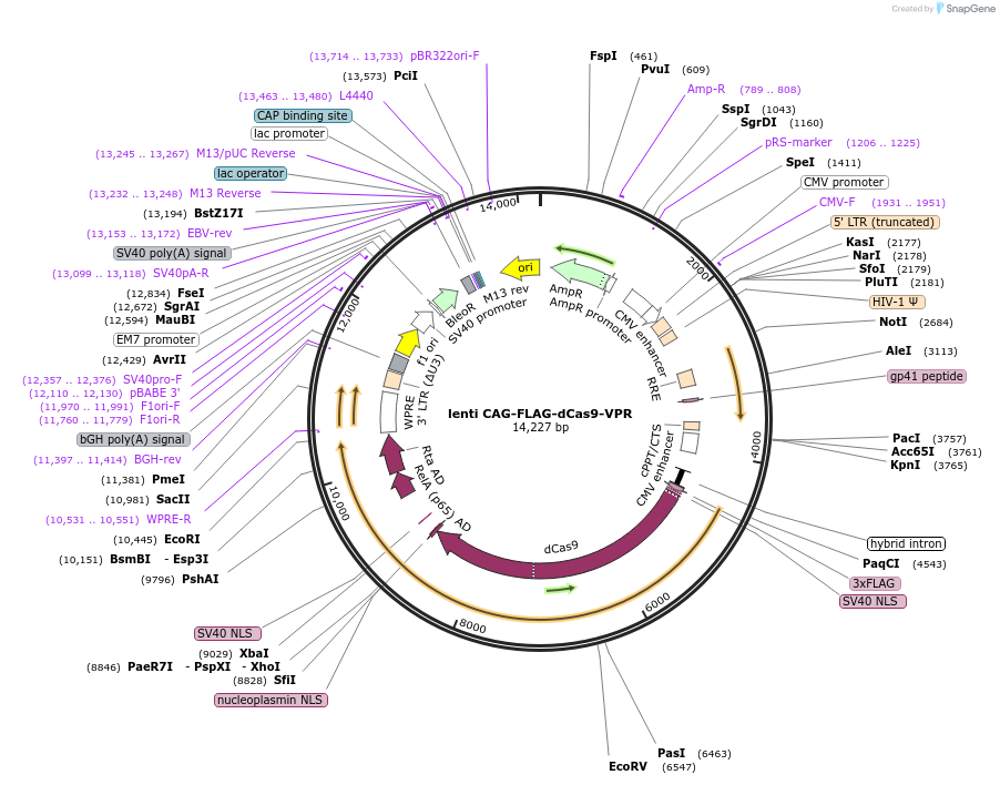 114197-plasmid-map-sequence-id-221563