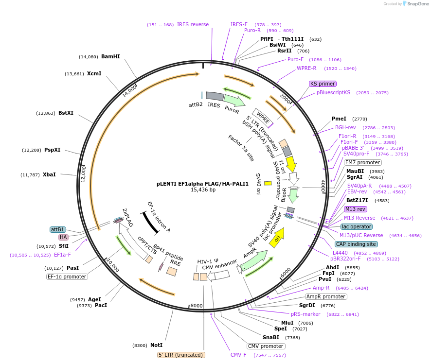 114445-plasmid-map-sequence-id-221569